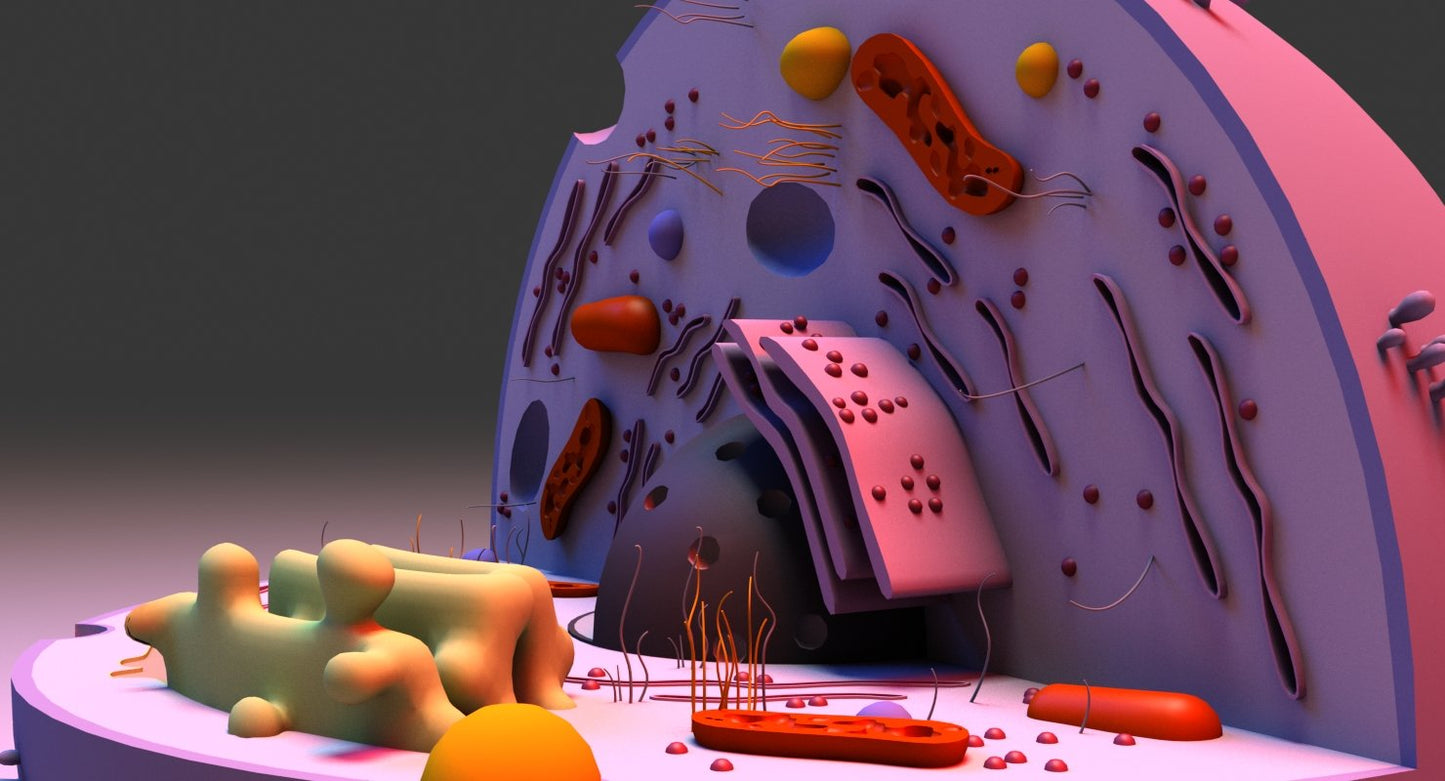Cell 3D Model