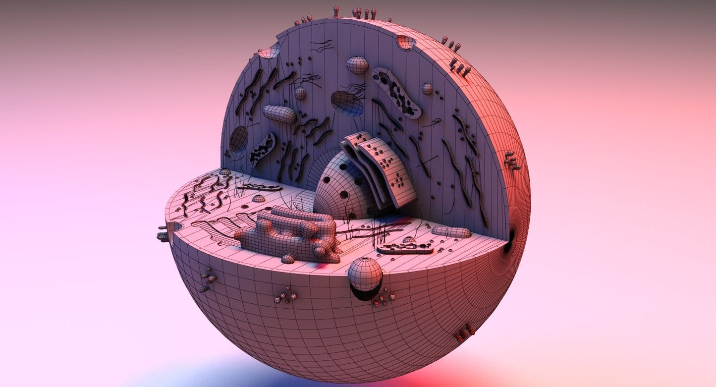 Cell 3D Model