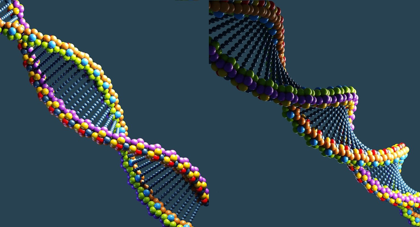 DNA 3D Model