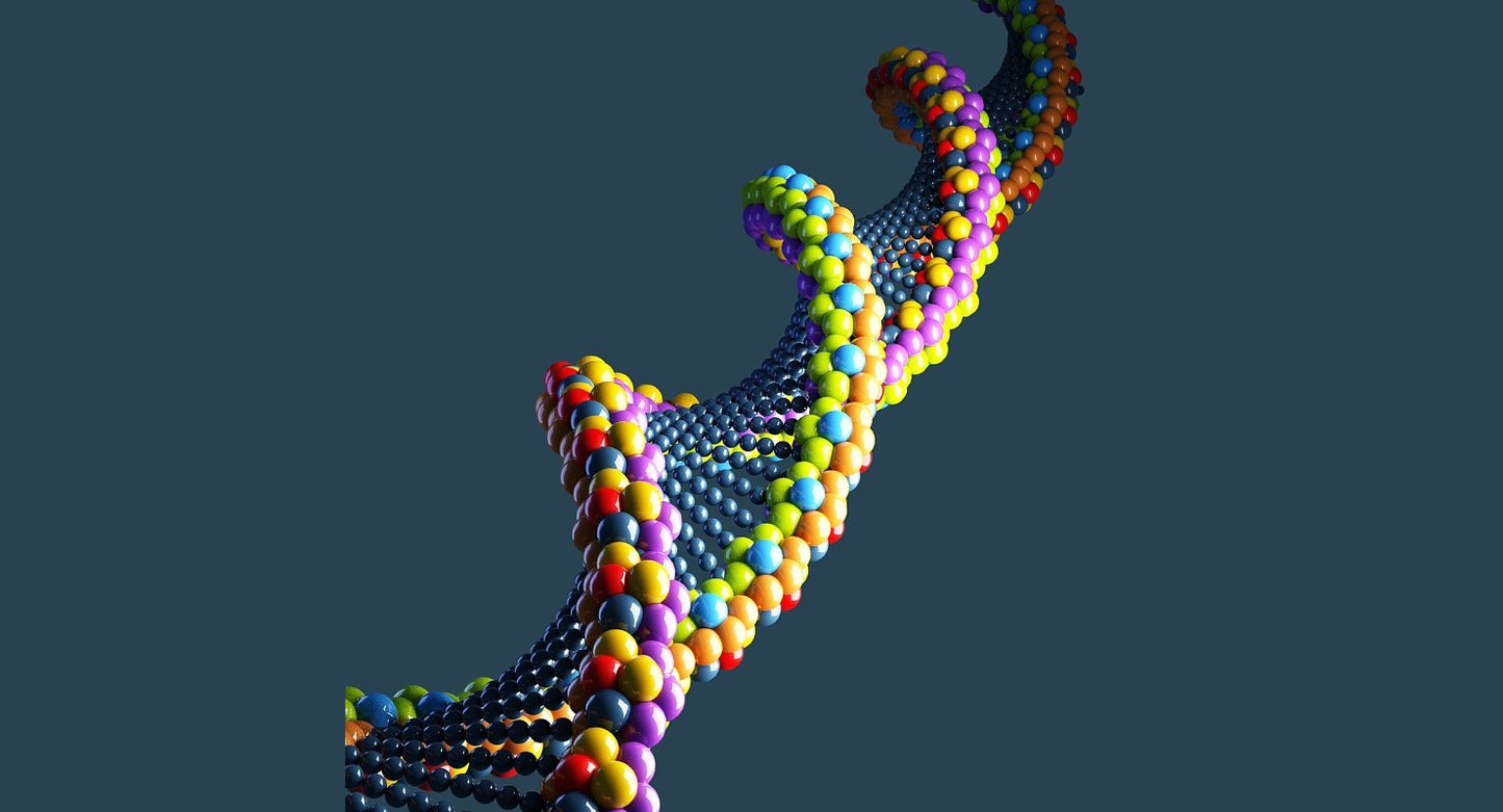 DNA 3D Model