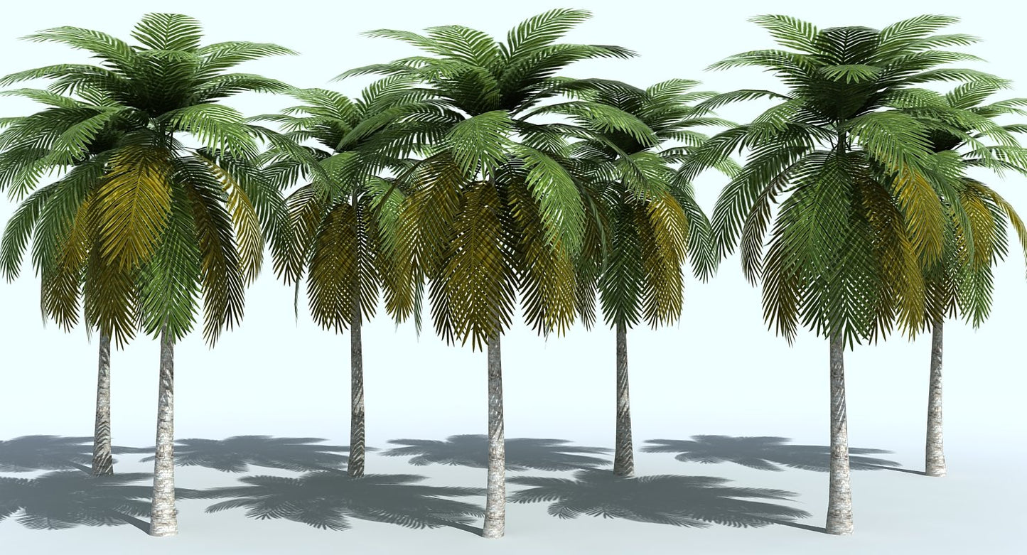 Palm Tree 3D model