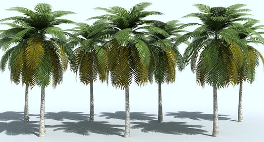 Palm Tree 3D model