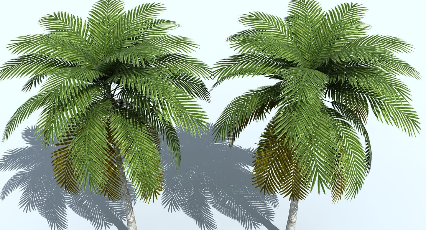 Palm Tree 3D model