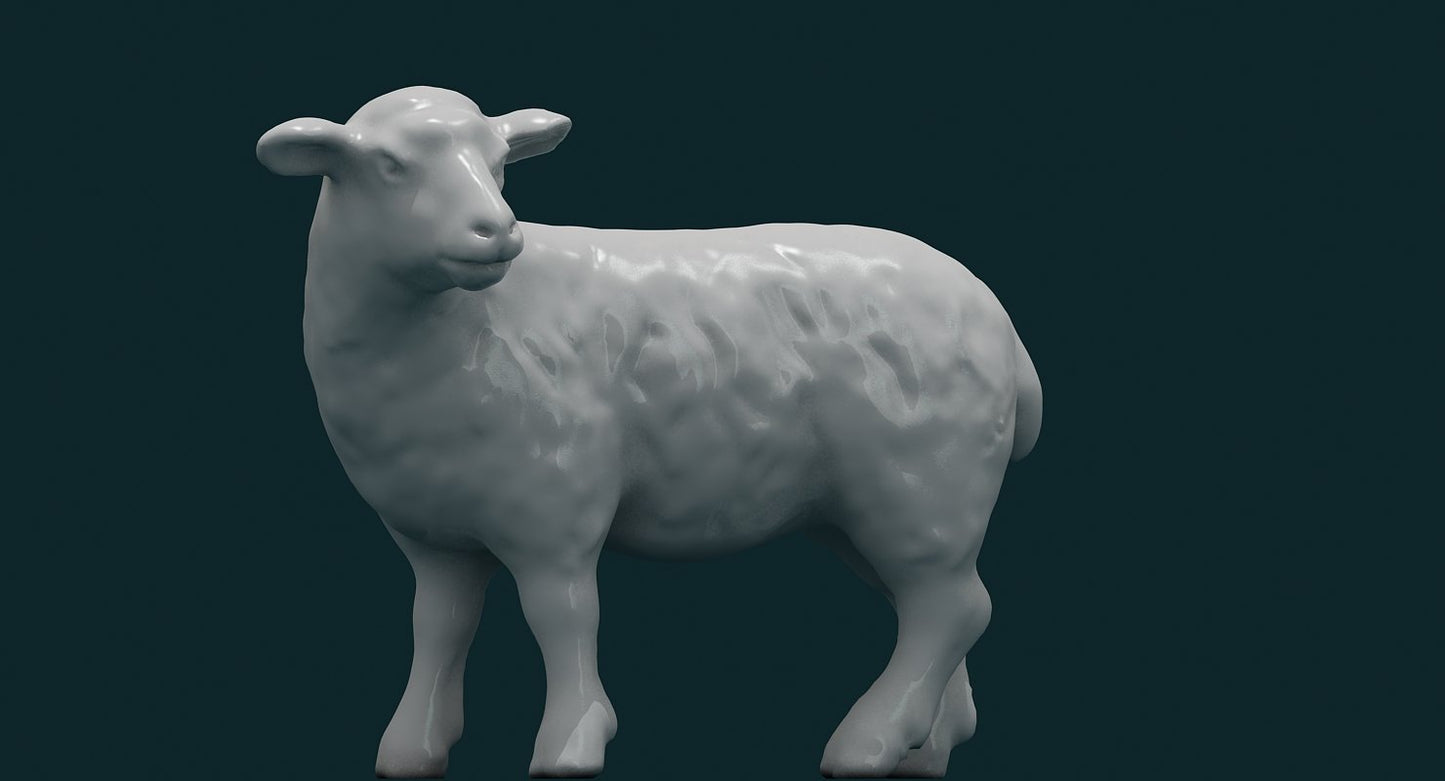 Sheep