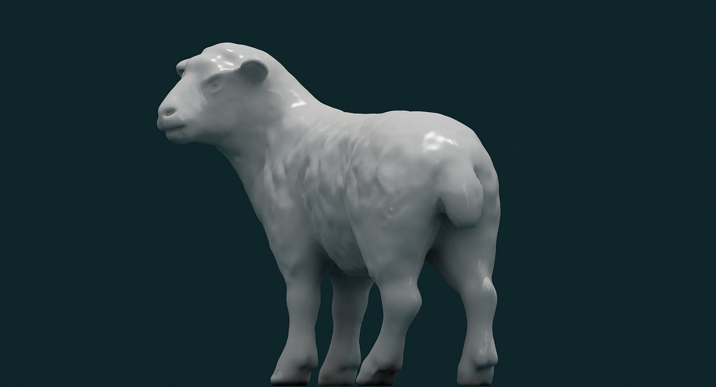 Sheep
