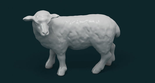 Sheep