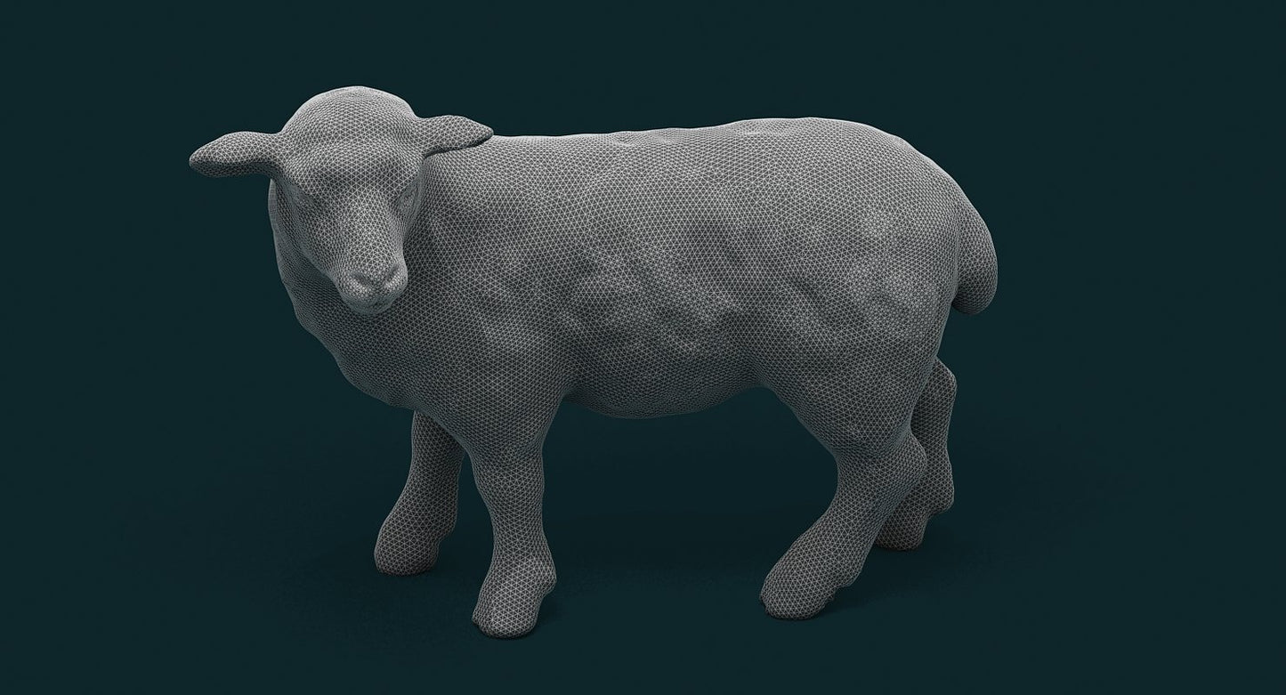Sheep