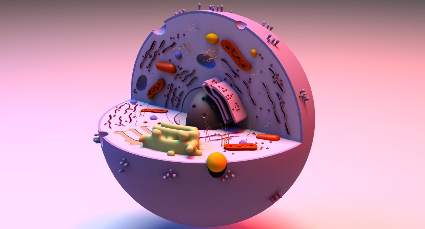 Cell 3D Model - WireCASE