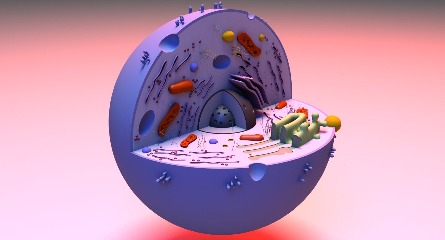 Cell 3D Model - WireCASE