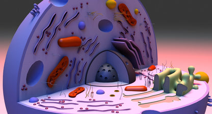 Cell 3D Model