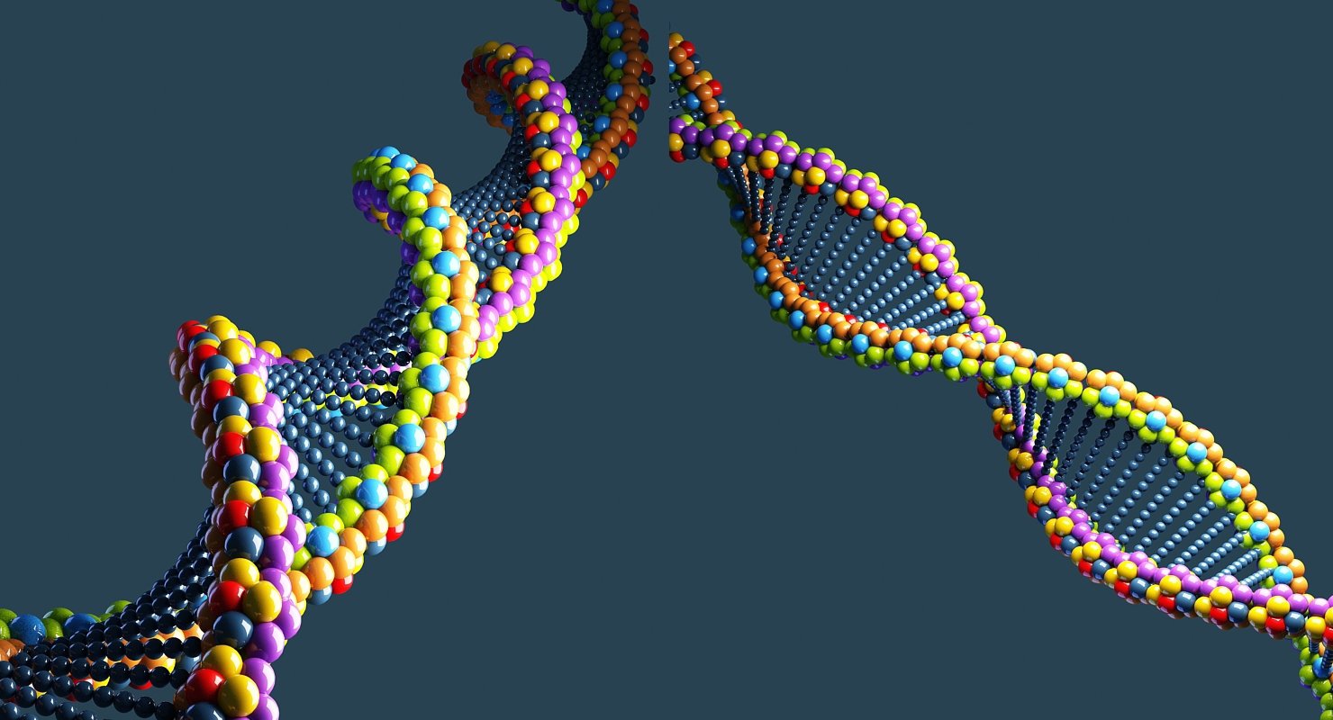 DNA 3D Model - WireCASE